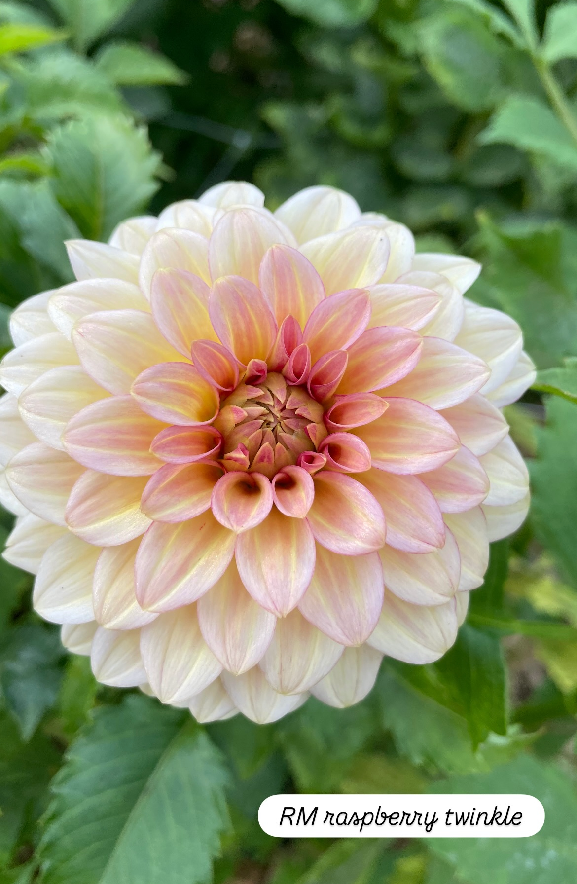 RM Raspberry Twinkle