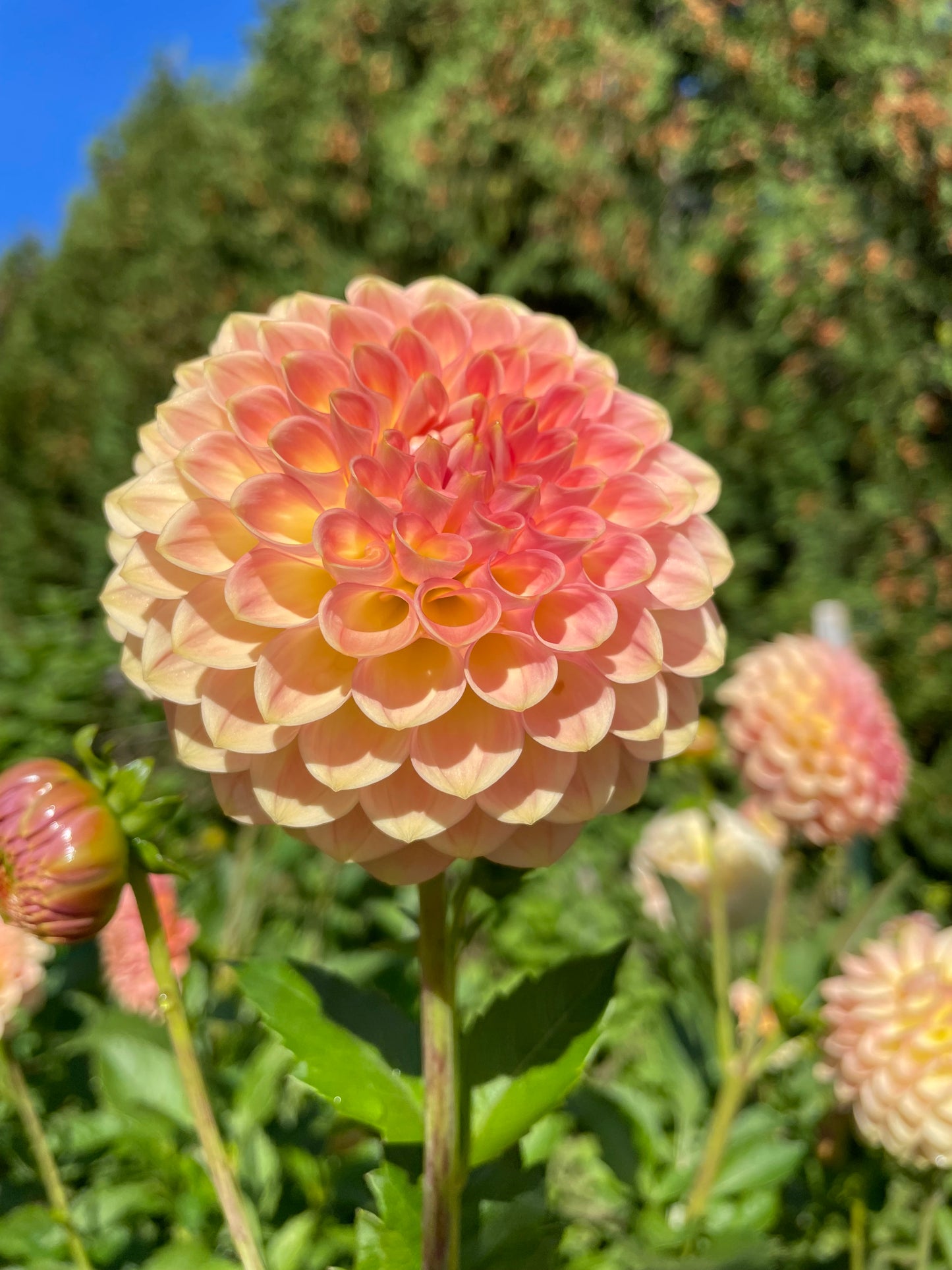 20th Ave Softer Peach