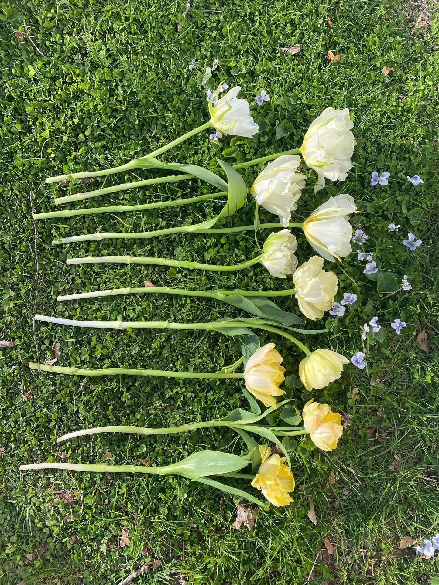 DIY Bulk Bucket of Tulips