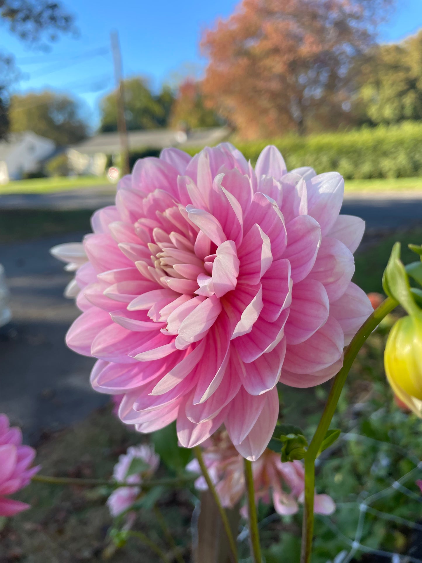 Hollyhill Pink Parfait