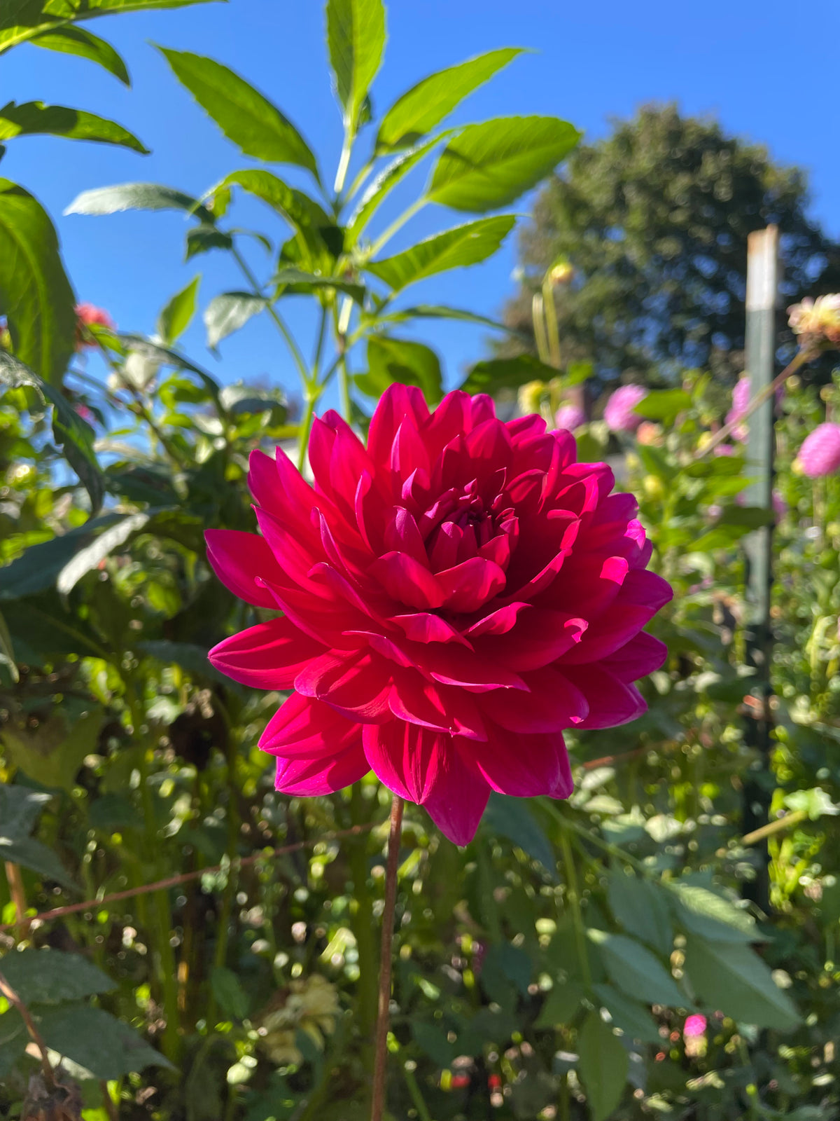 Hollyhill Pandora