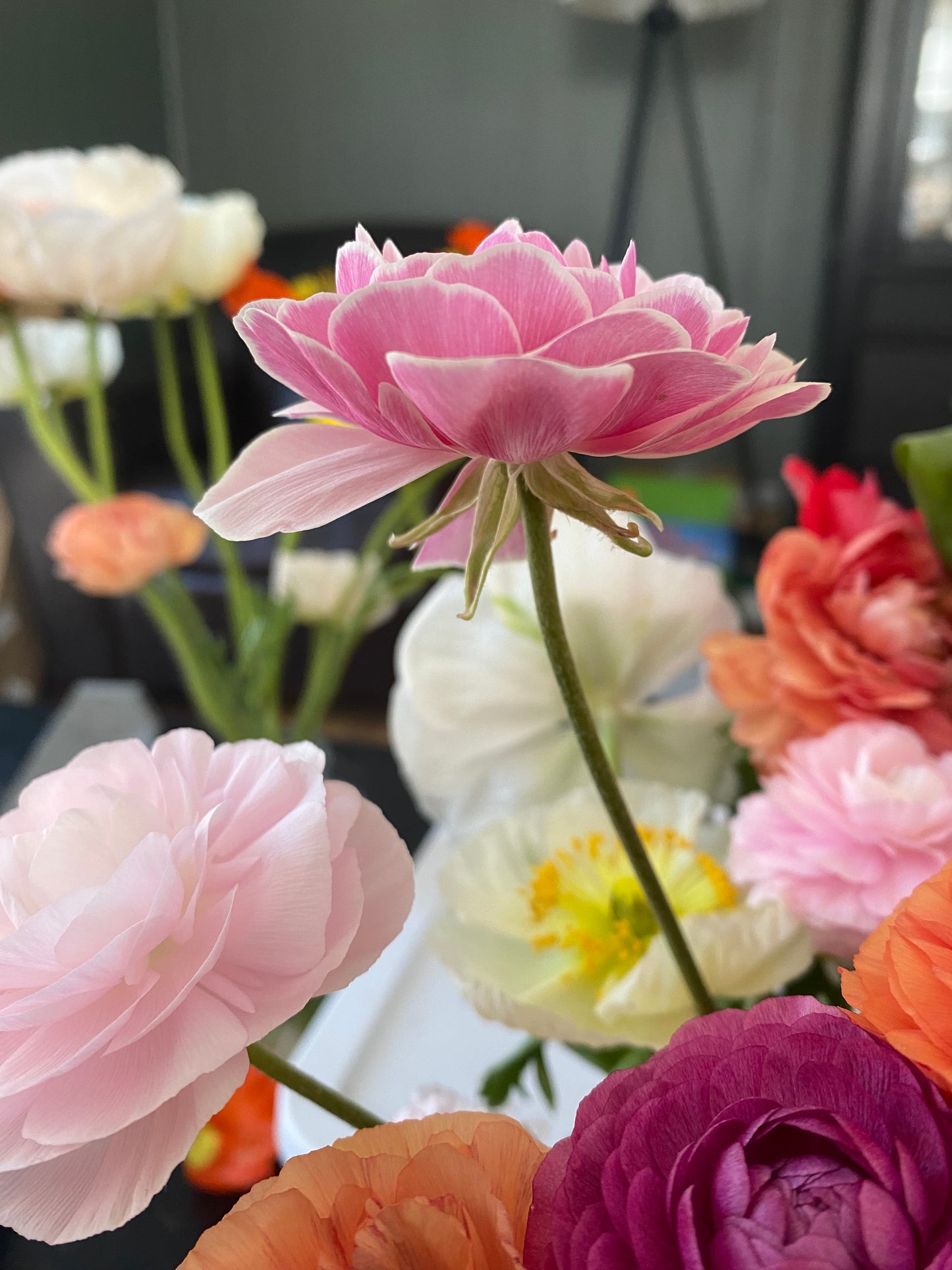 Ranunculus Amandine Porcelaine