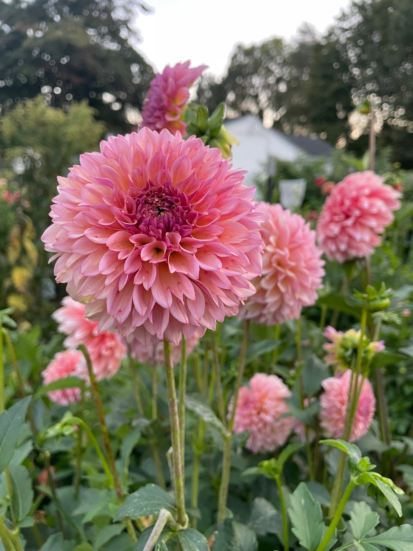 Lee’s Punch Drunk Love