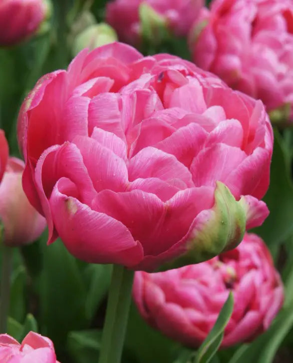 Tulip Amazing Grace