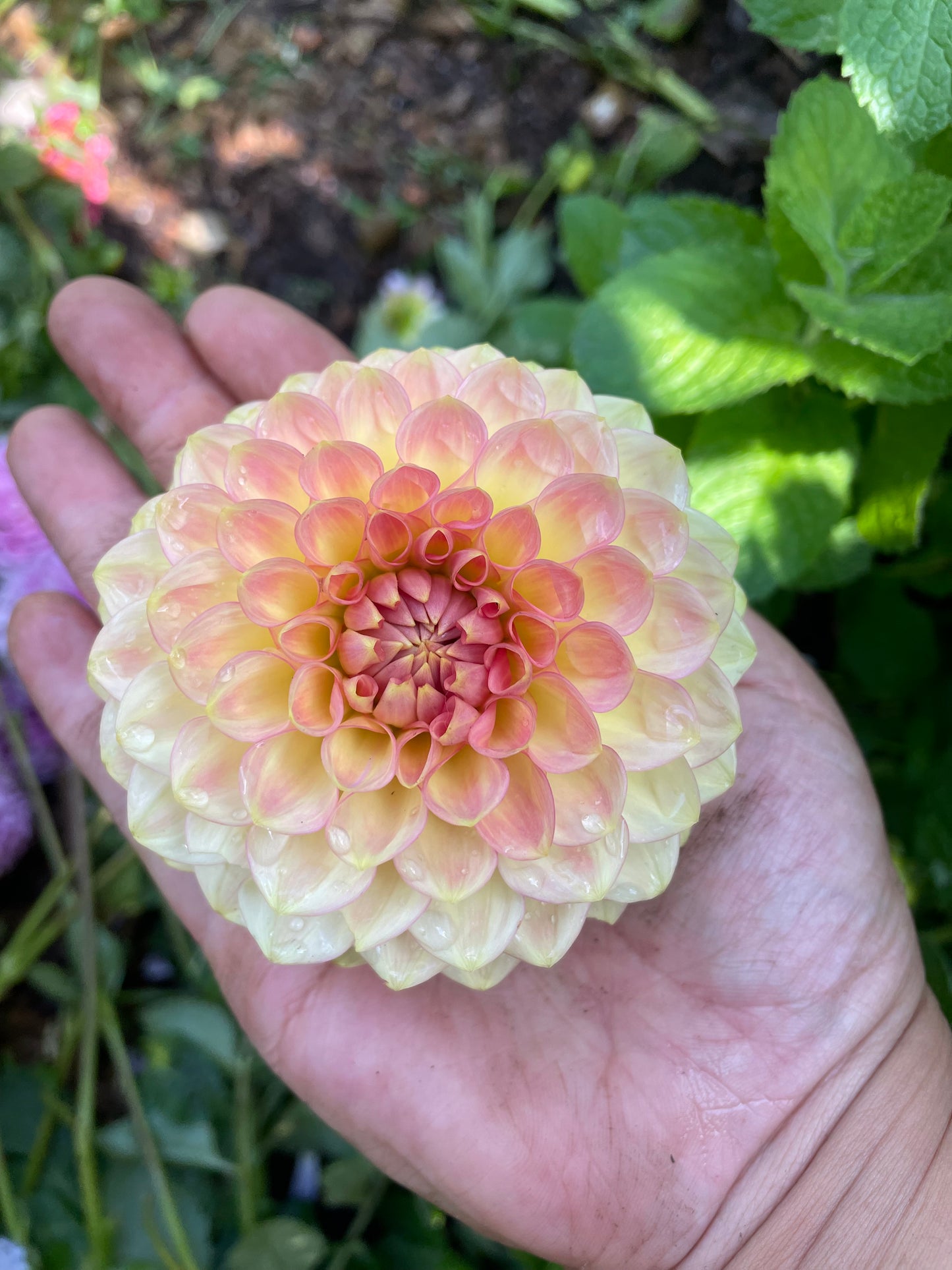 20th Ave Softer Peach