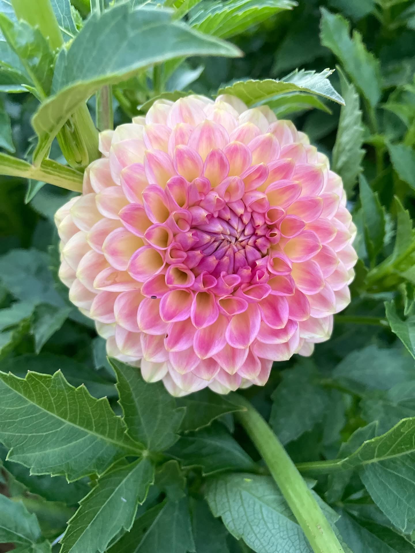 20th Ave Softer Peach