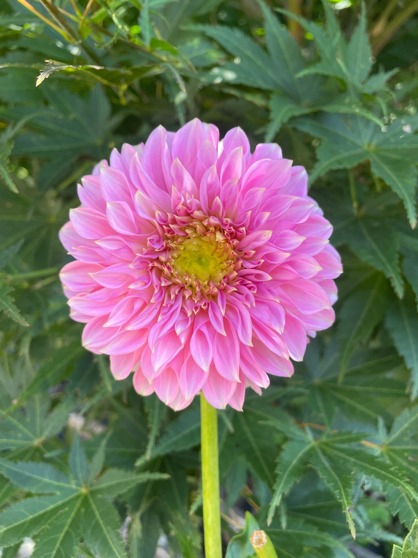 Bloomquist Pink Parfait