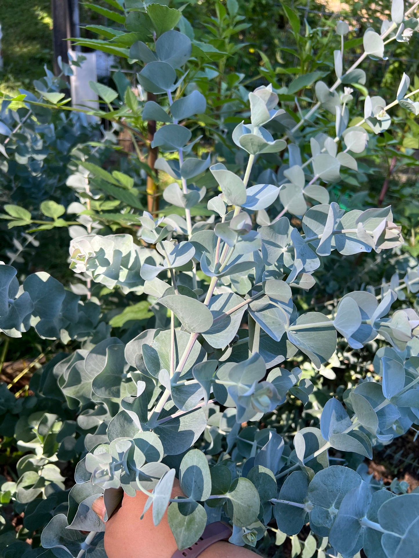 Fresh Eucalyptus