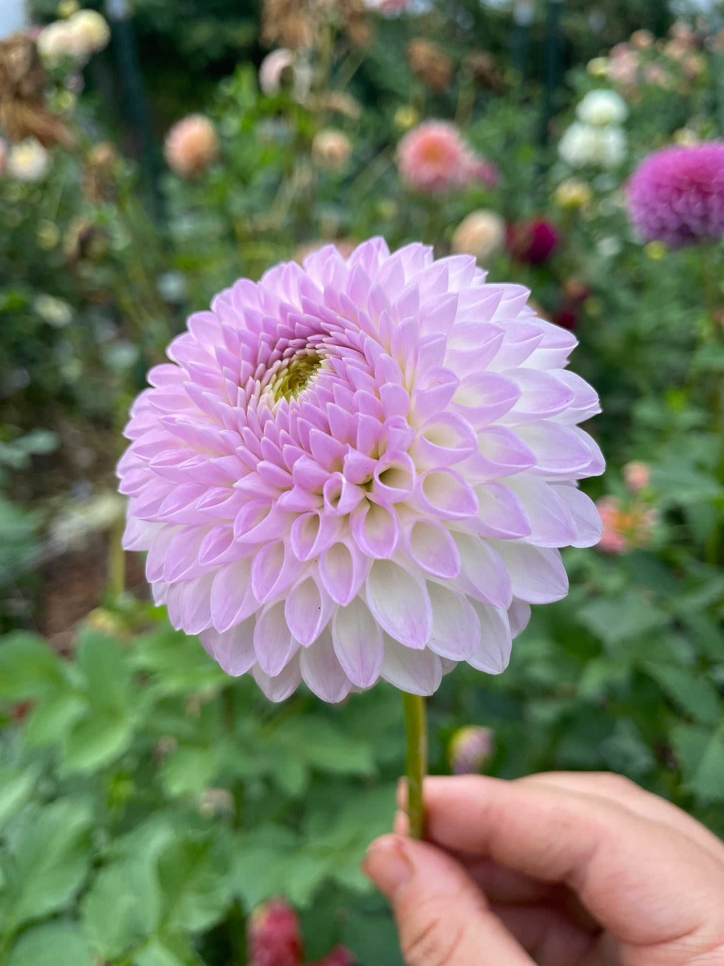 Westerton Ella Grace