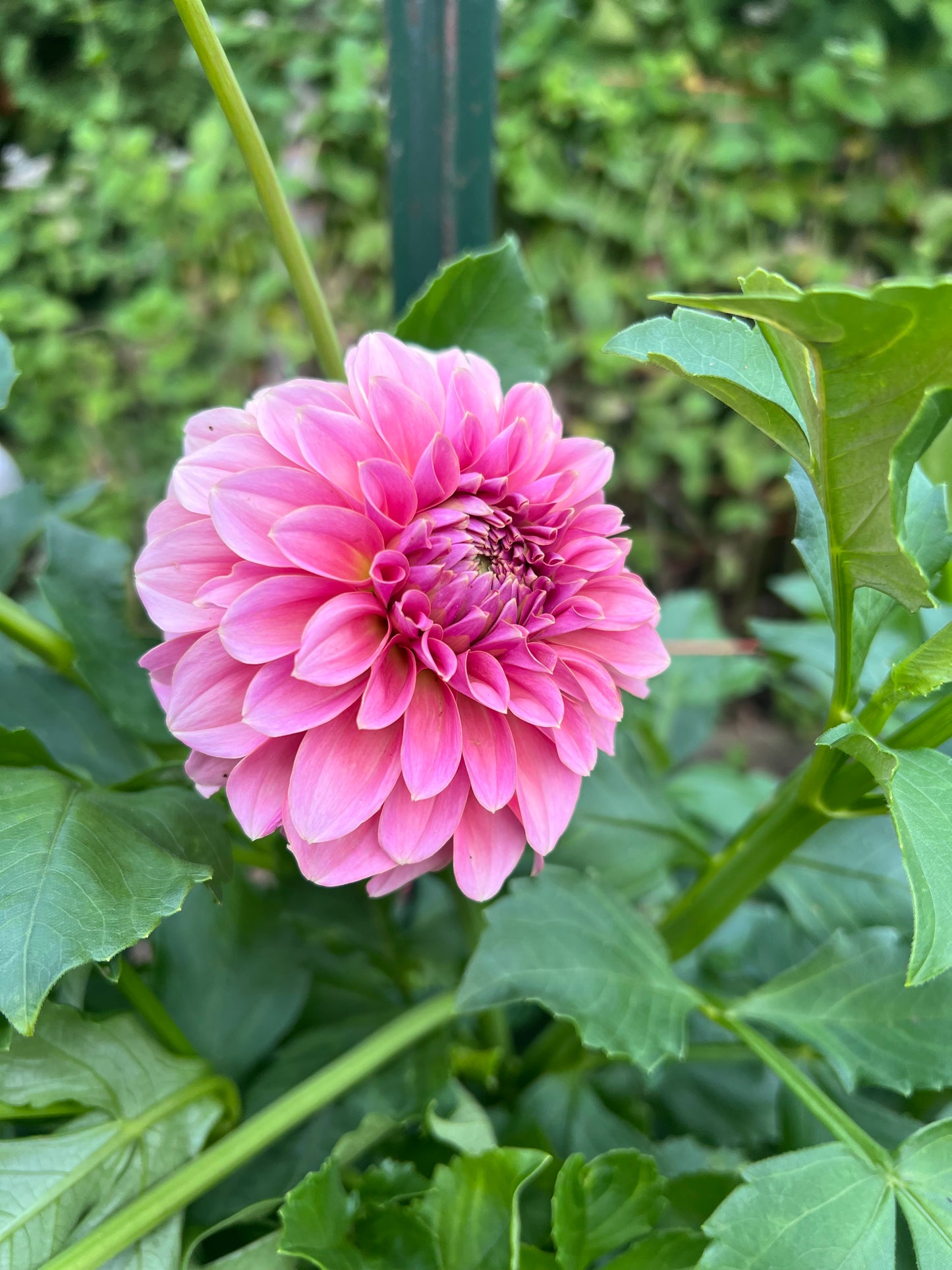 Lee’s Mauva Guava
