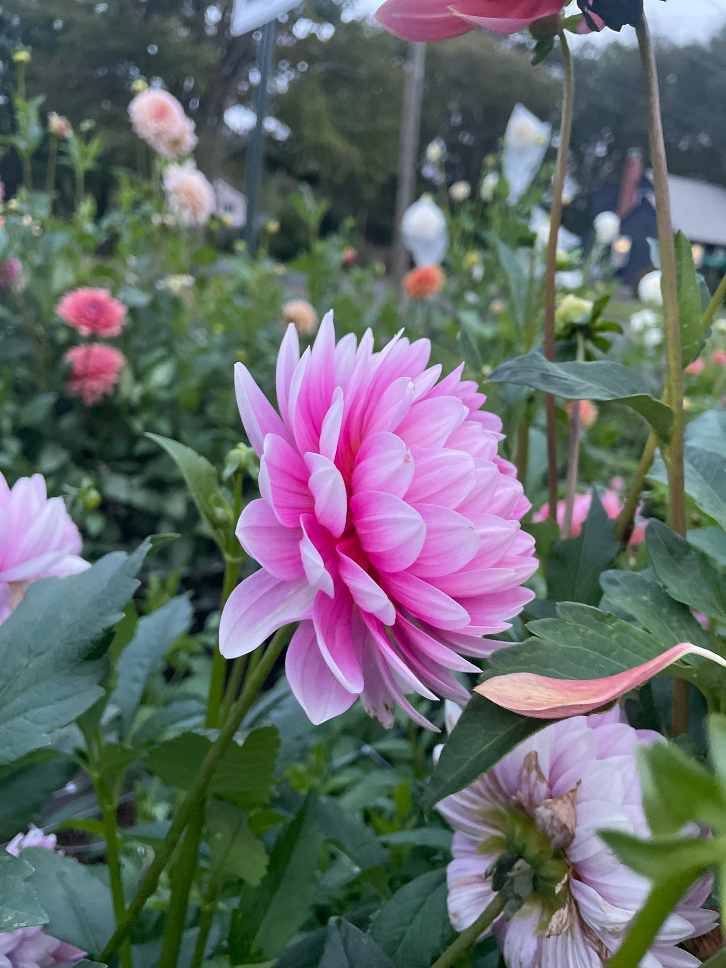 Hollyhill Pink Parfait