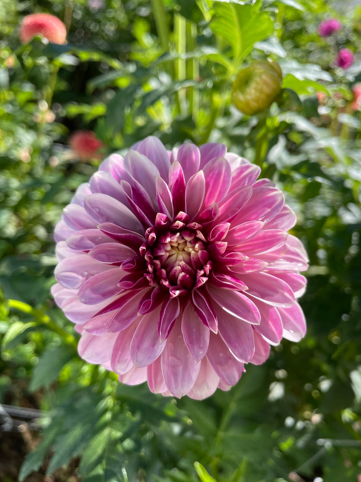 Salish Twilight Girl