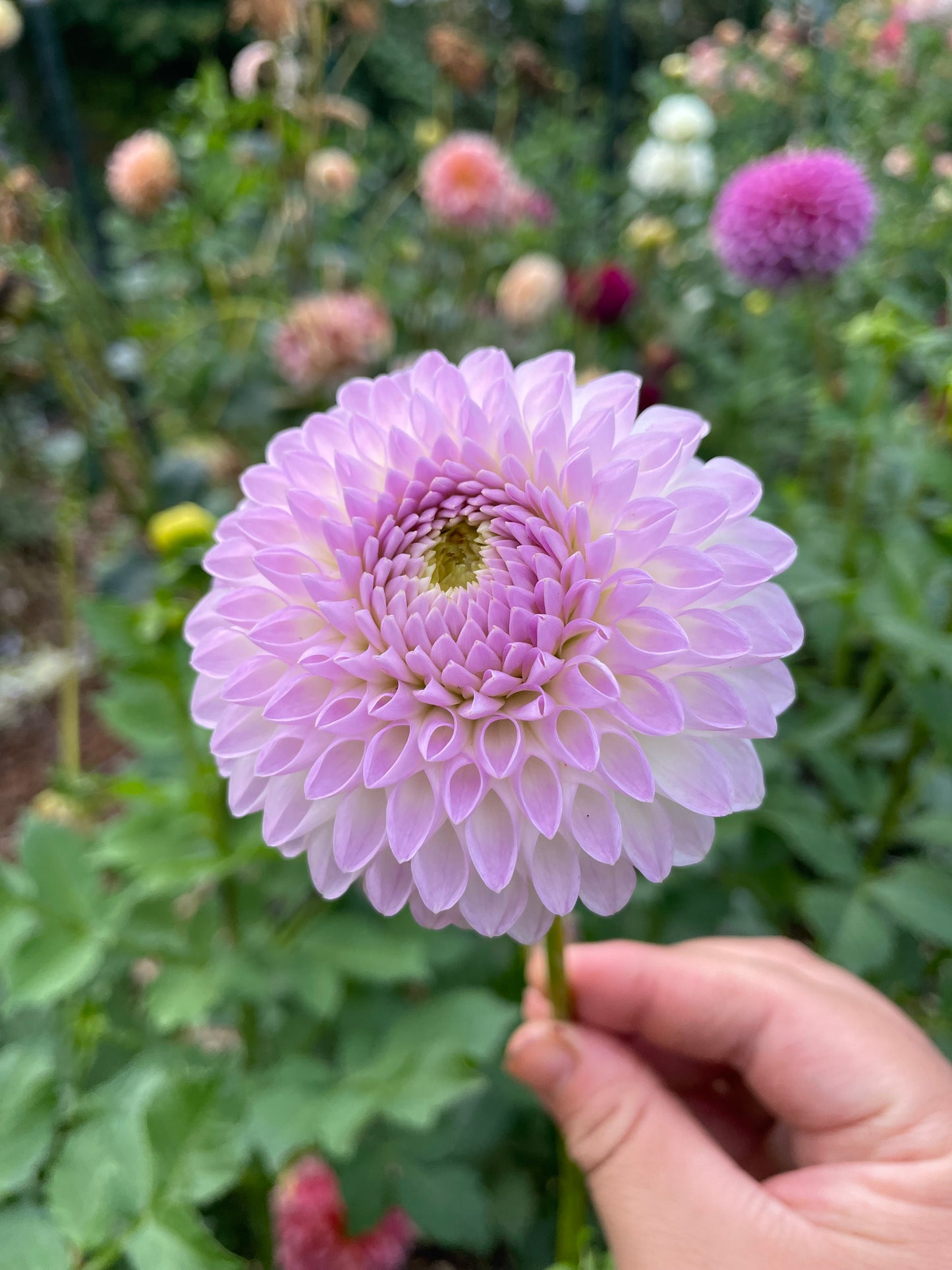 Westerton Ella Grace