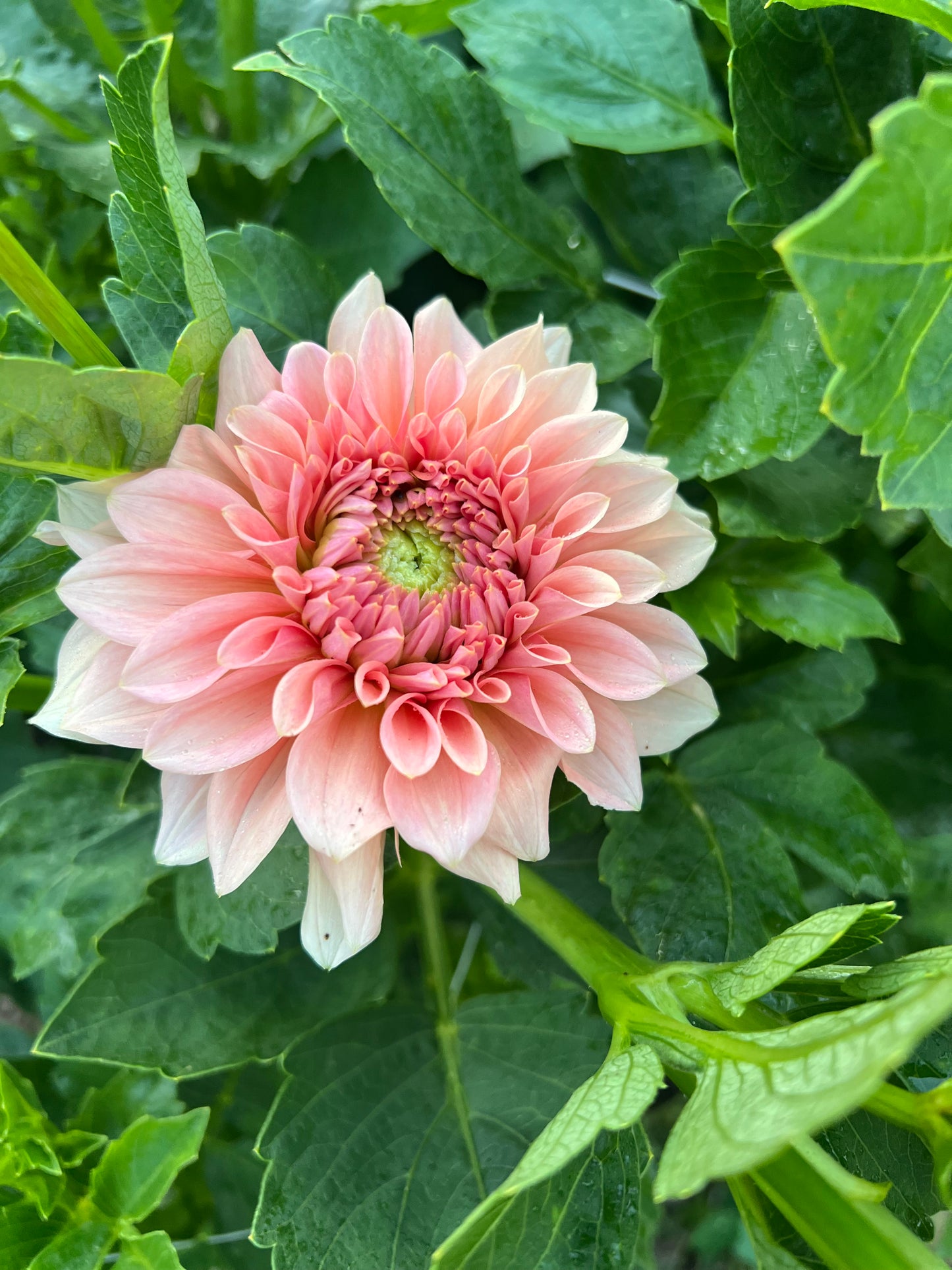 RM Peachy Pink