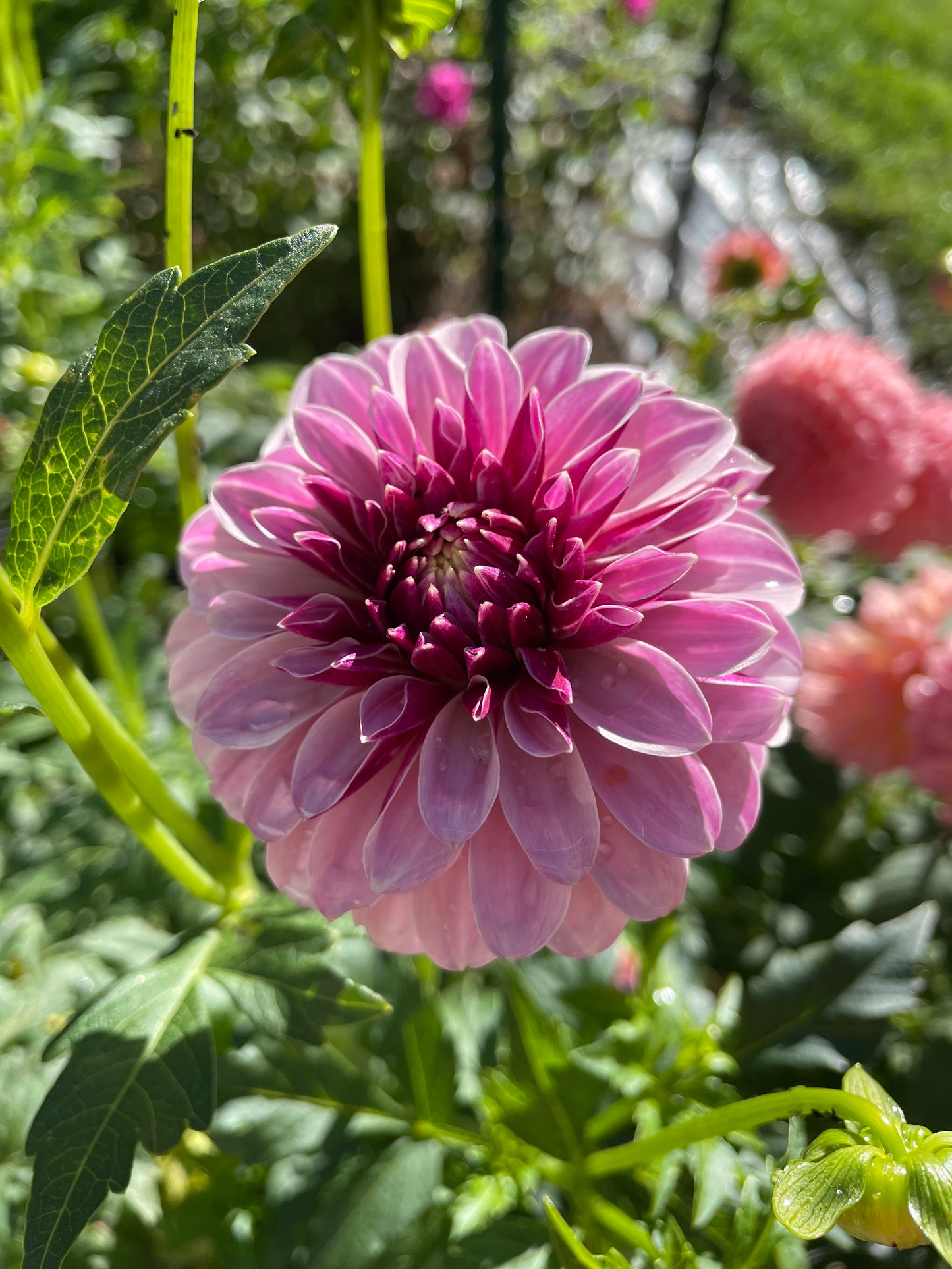 Salish Twilight Girl