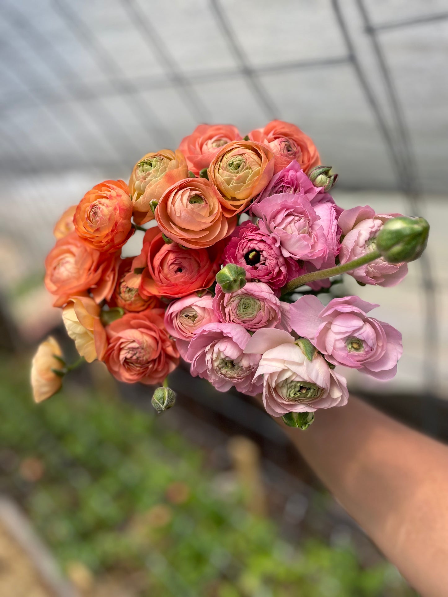 Ranunculus Bunch