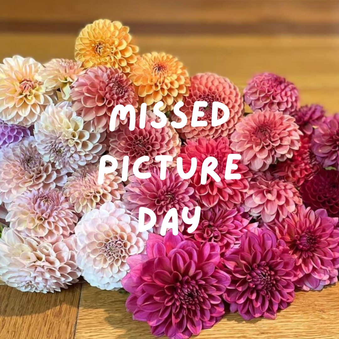 CAL Mini (Unconfirmed Bloom, Please Read)