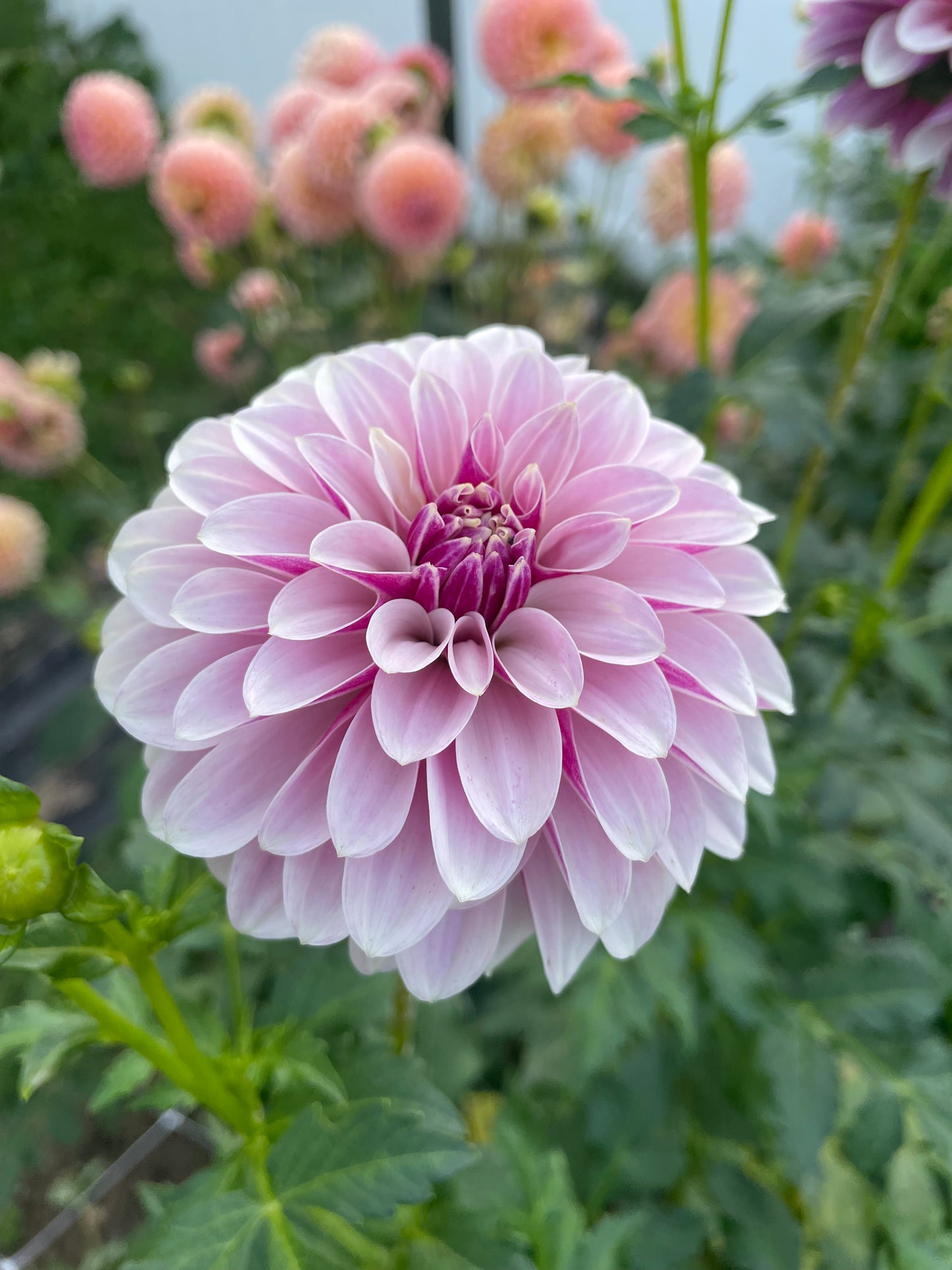 Salish Twilight Girl