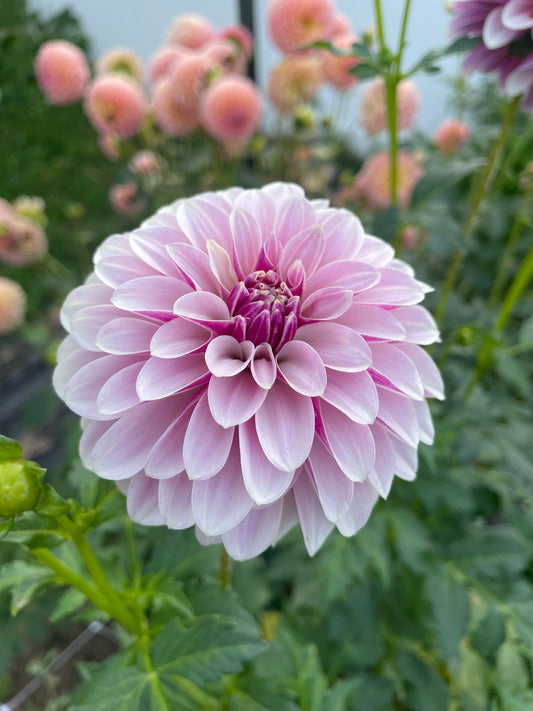 Salish Twilight Girl