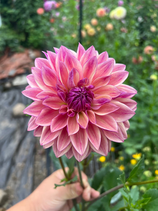 Dusty Beauty