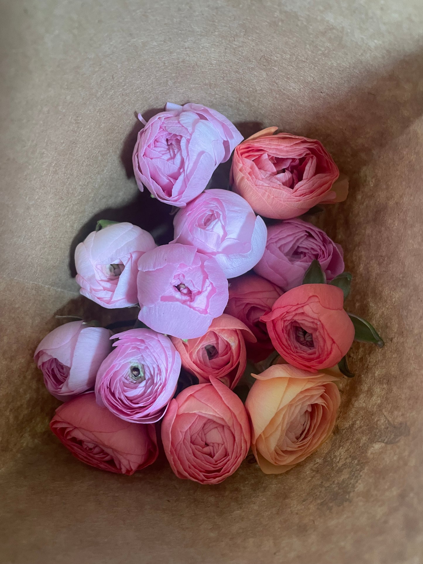 Ranunculus Bunch
