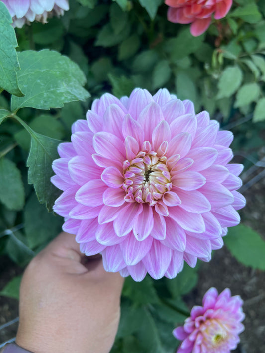 Hapet Rose Dream