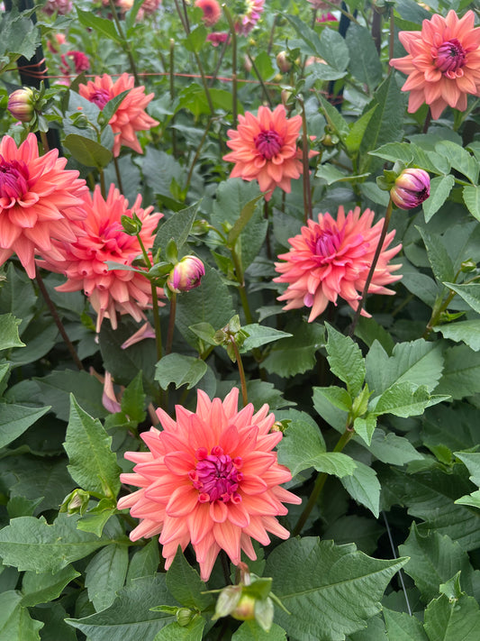Lee’s Mariposa