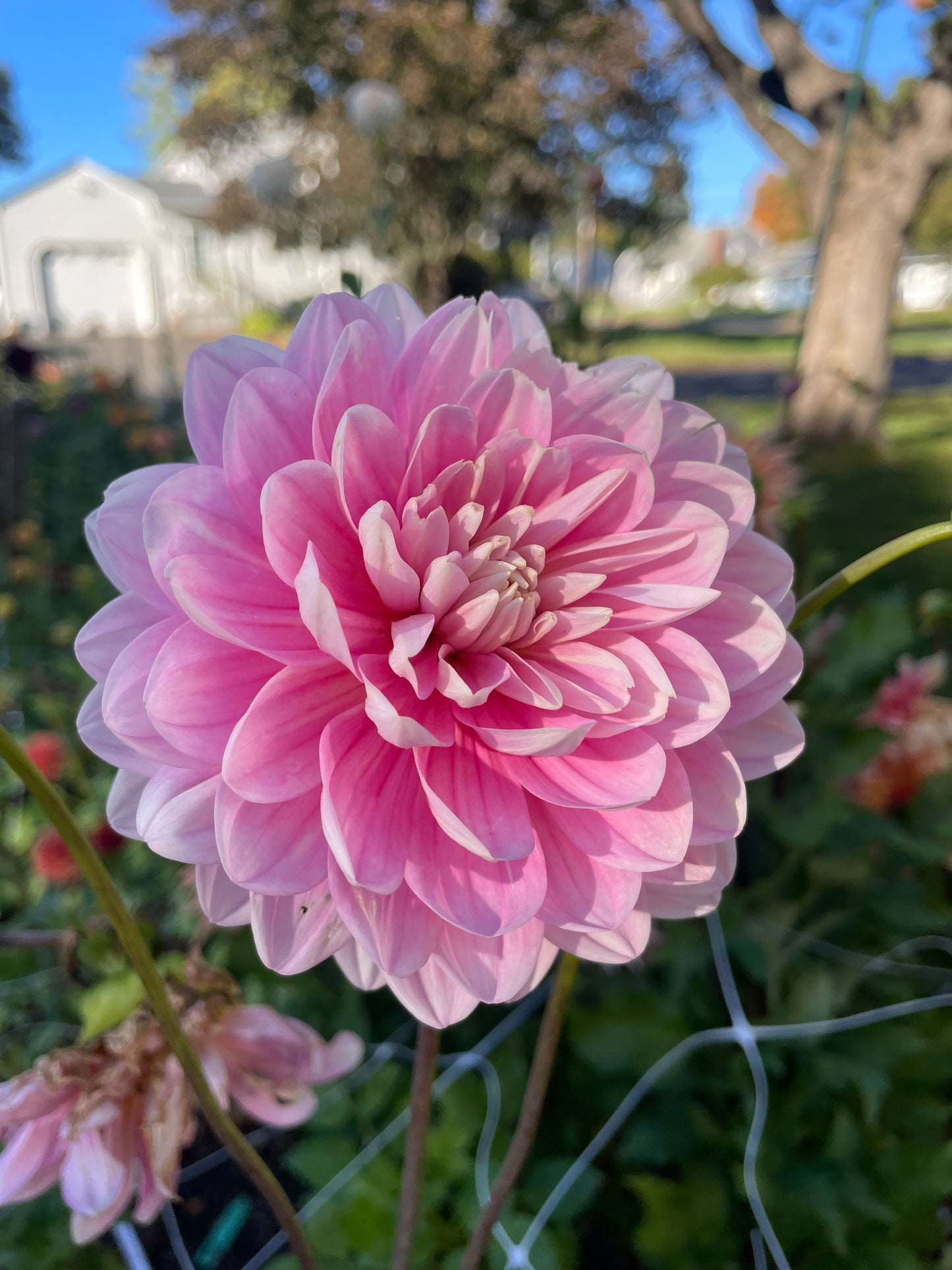 Hollyhill Pink Parfait