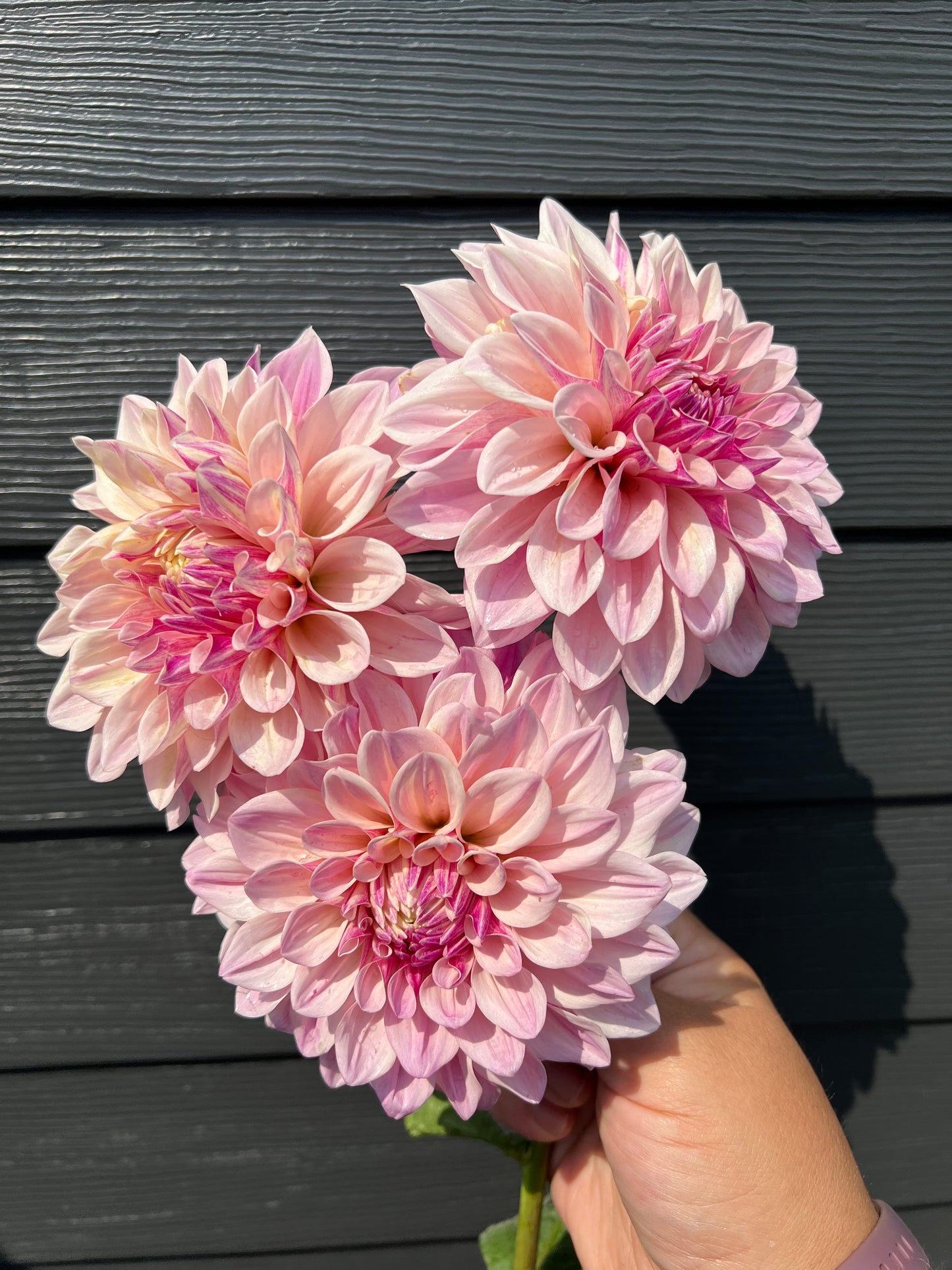 Florelie Antique