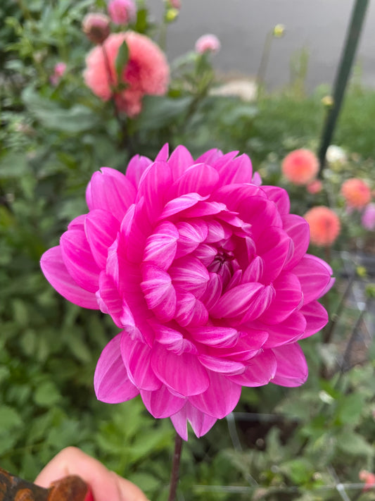 Sandia Lillian