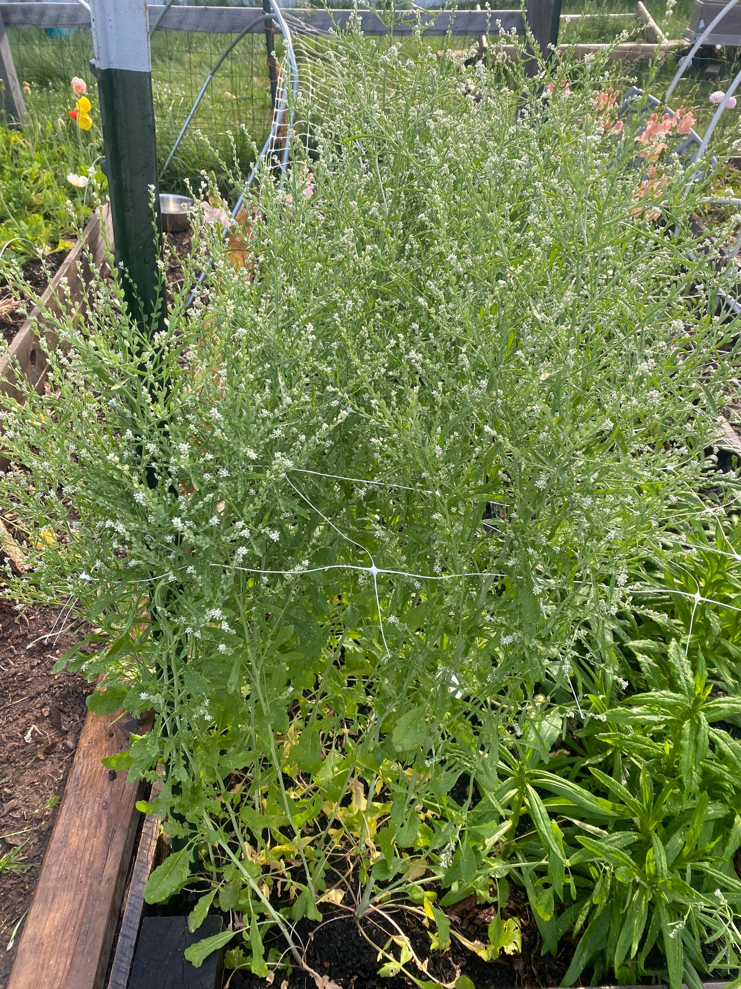 Persian Cress Seeds