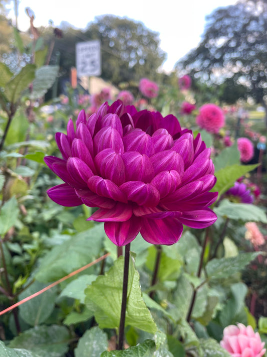 Sandia Regal