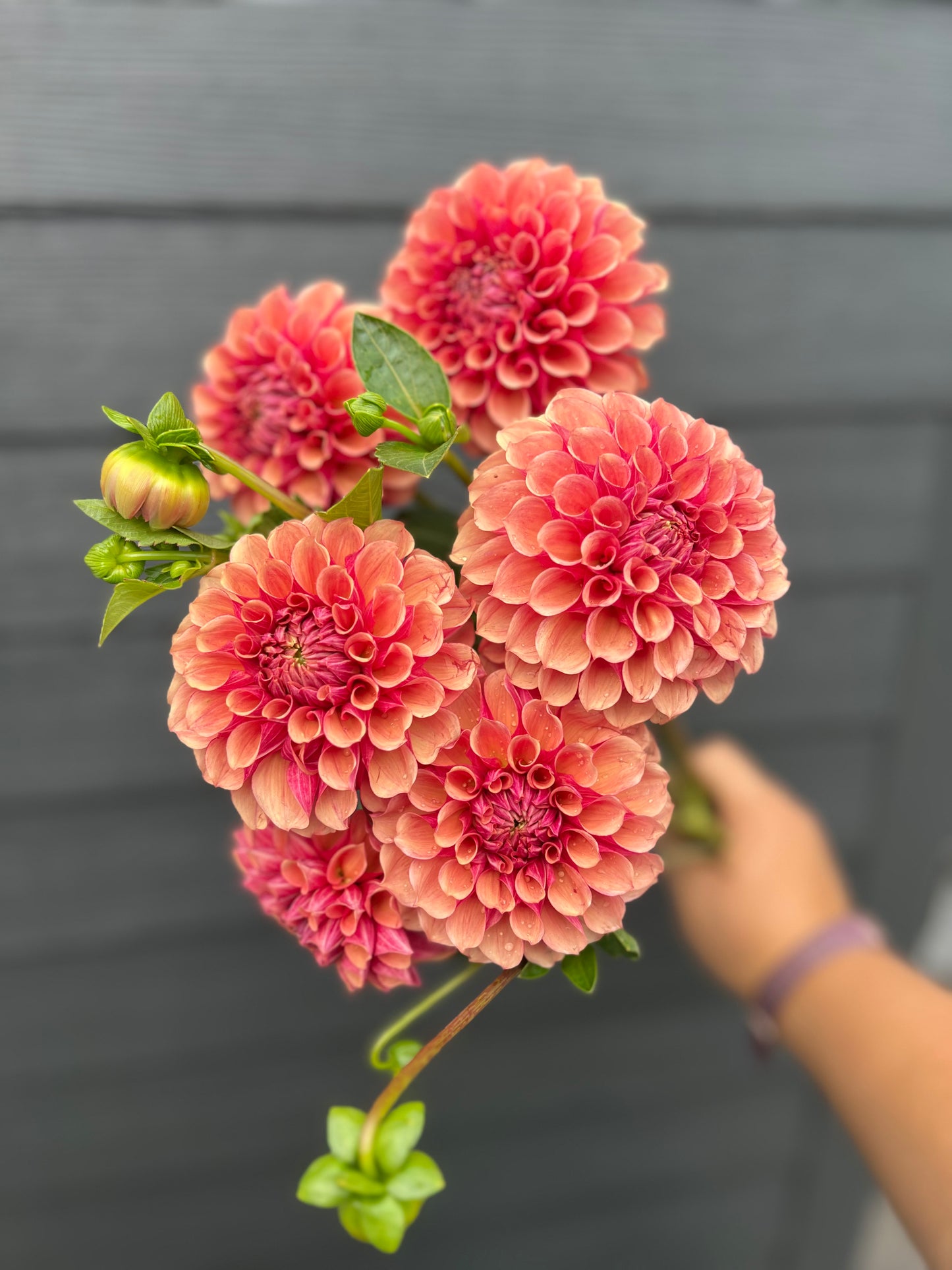 BF Desert Rose
