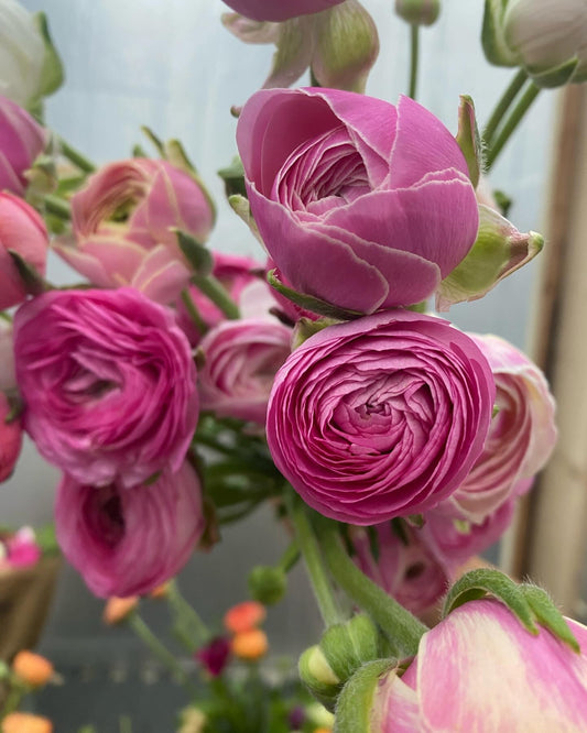 Ranunculus Amandine Porcelaine