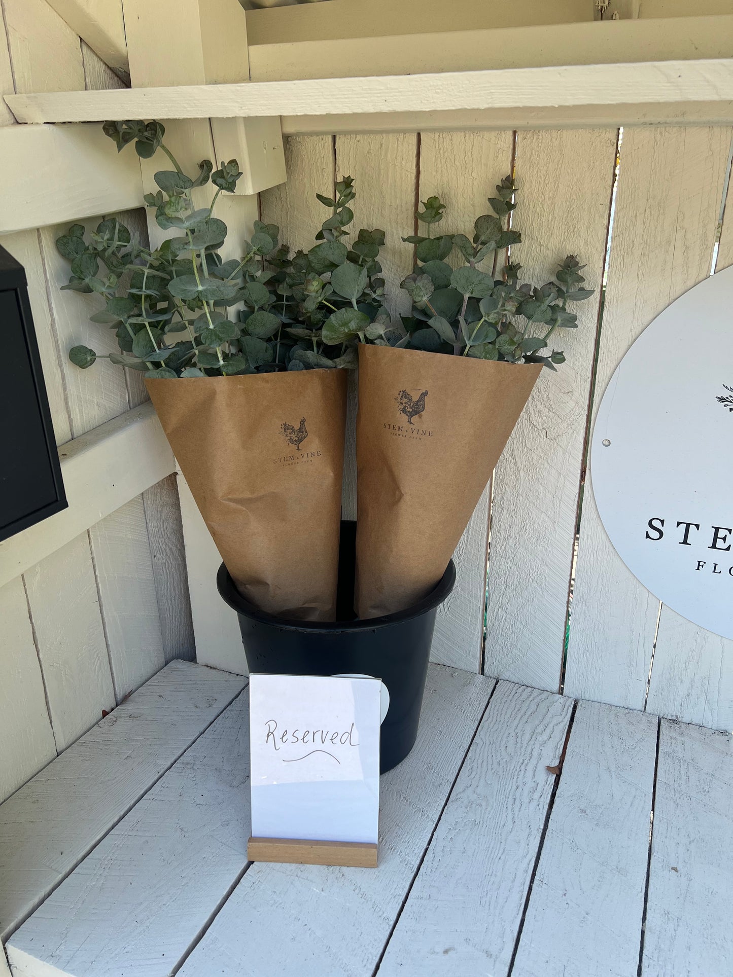 Fresh Eucalyptus