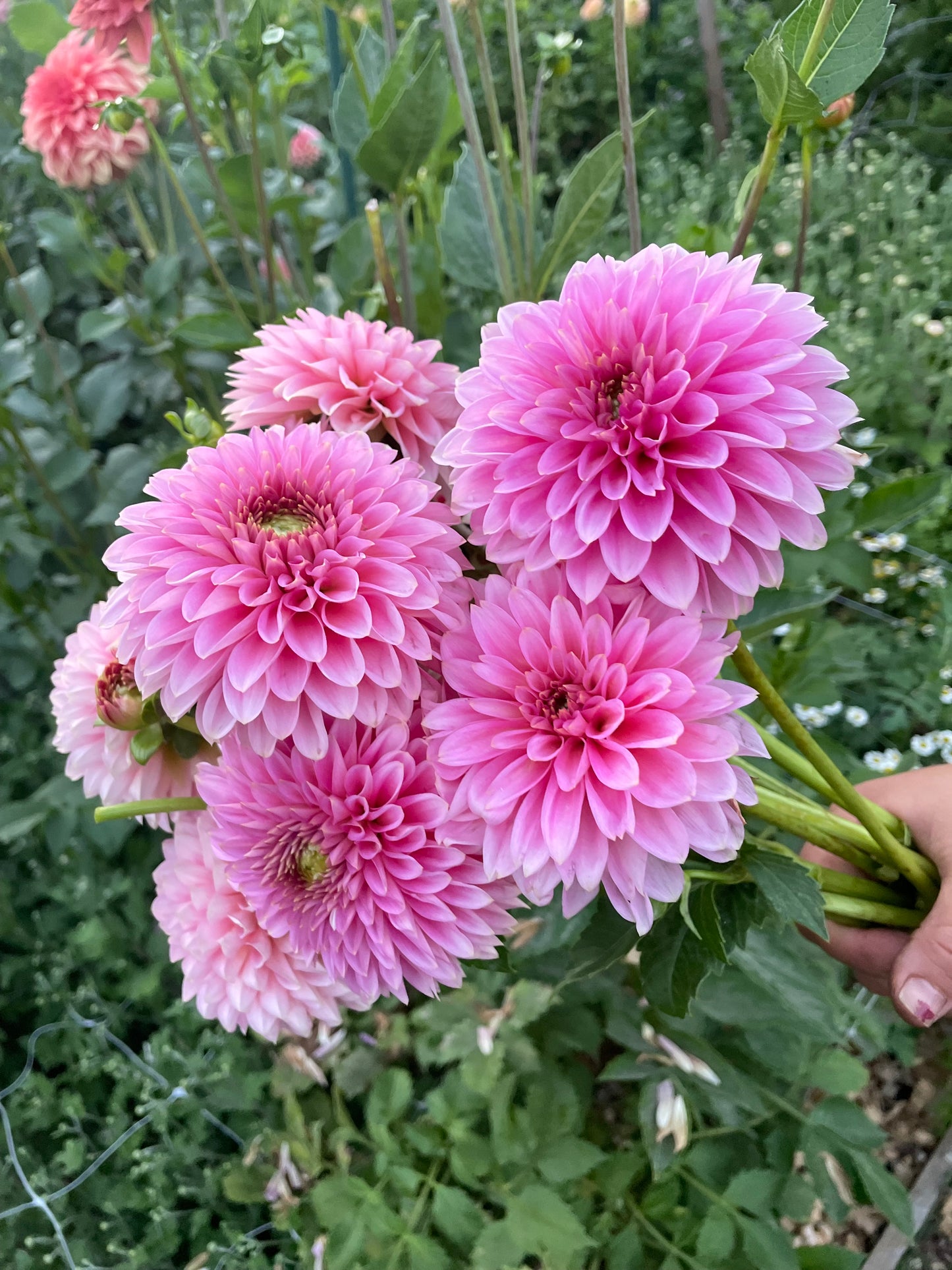 Bloomquist Pink Parfait