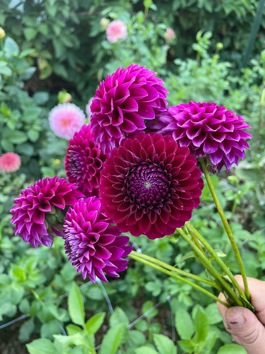 Saddlerock Tiny Giant