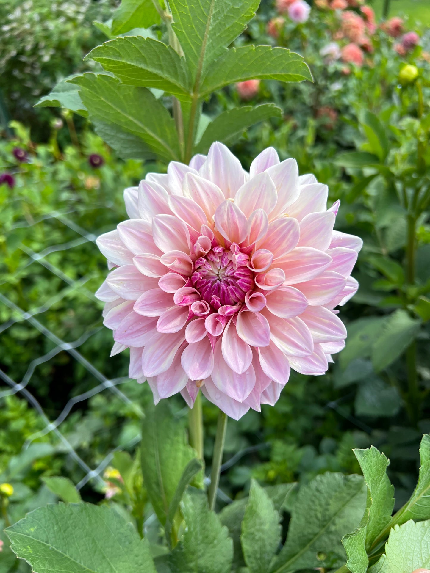 Florelie Antique
