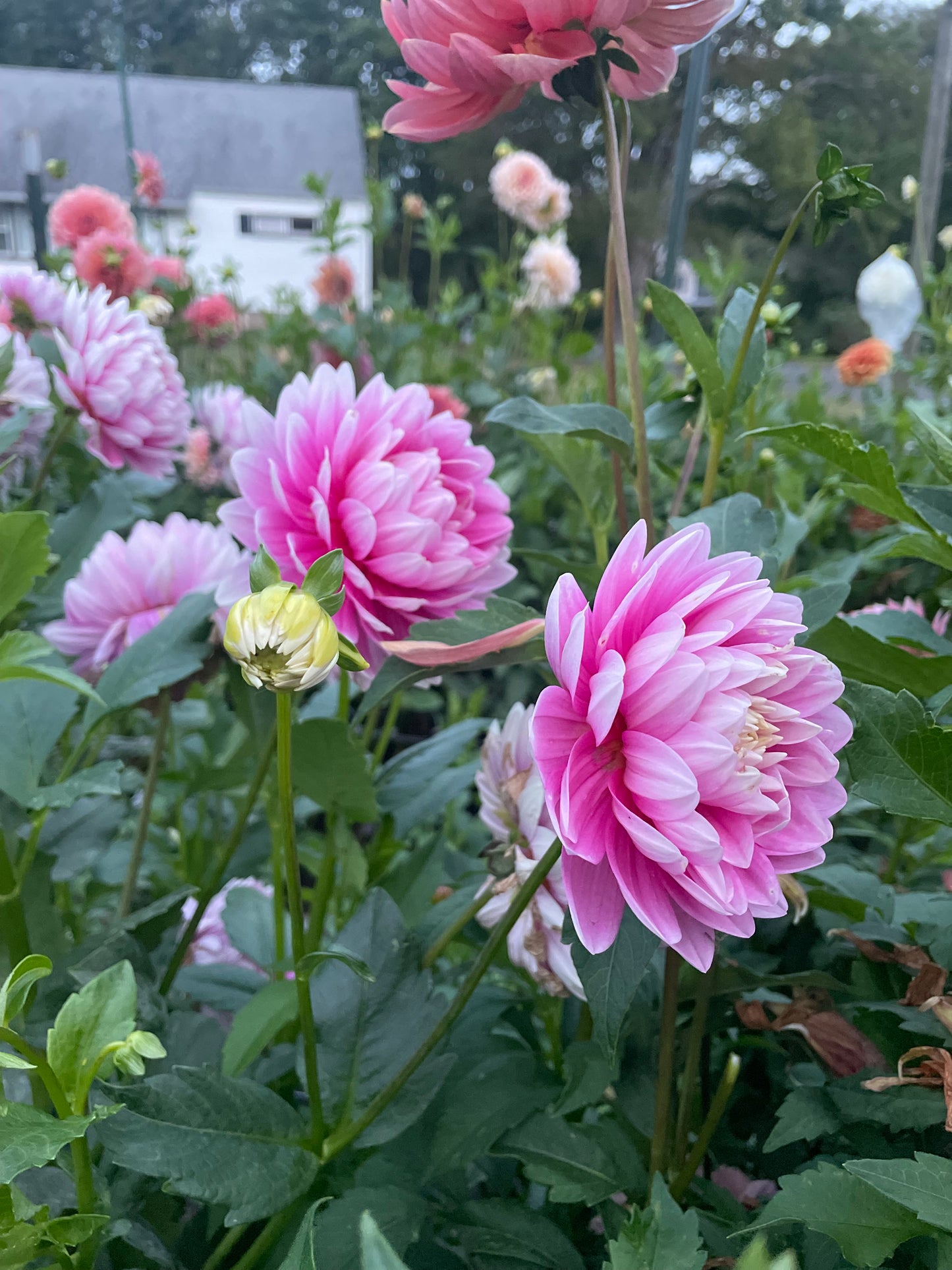 Hollyhill Pink Parfait