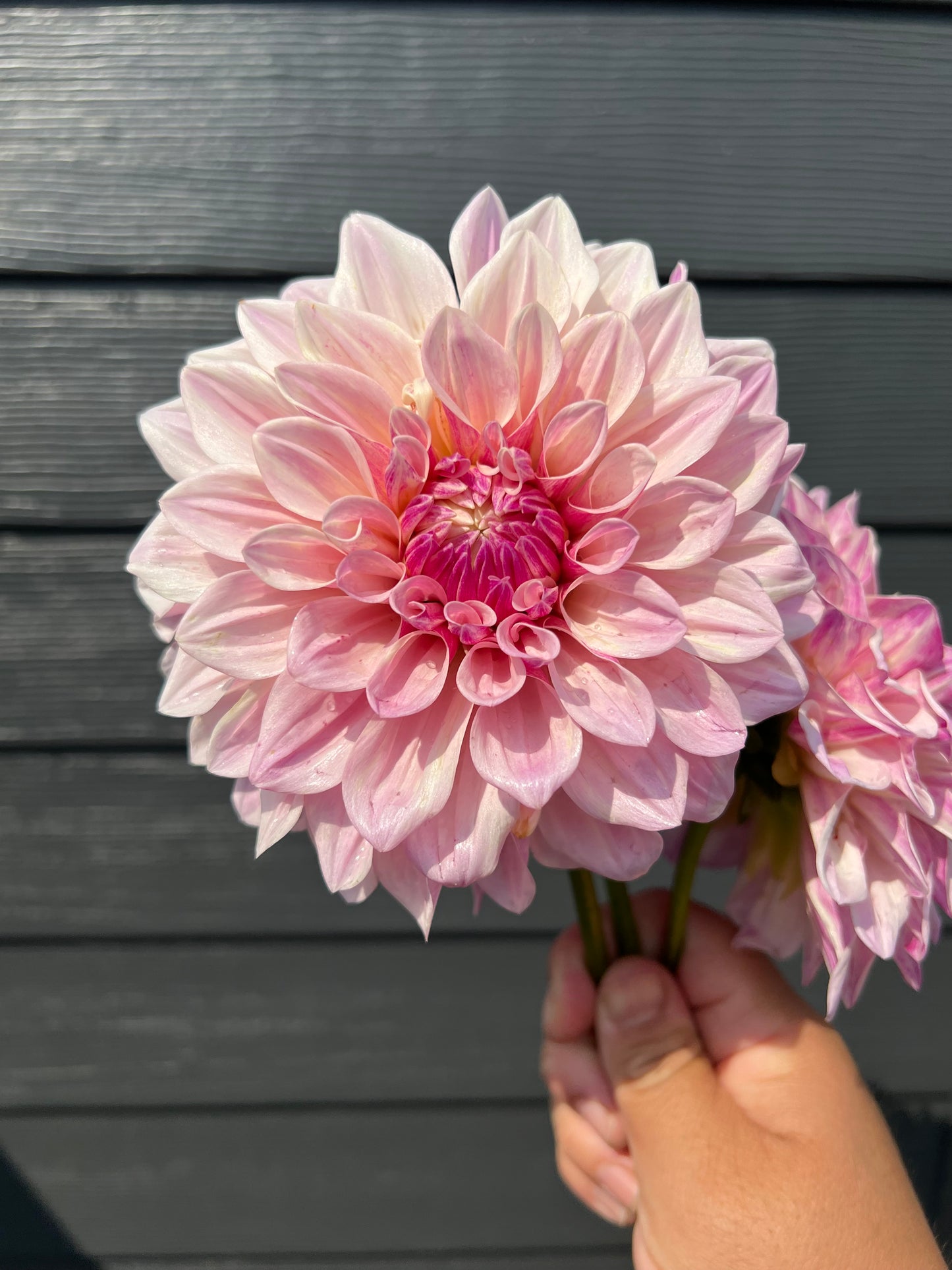 Florelie Antique