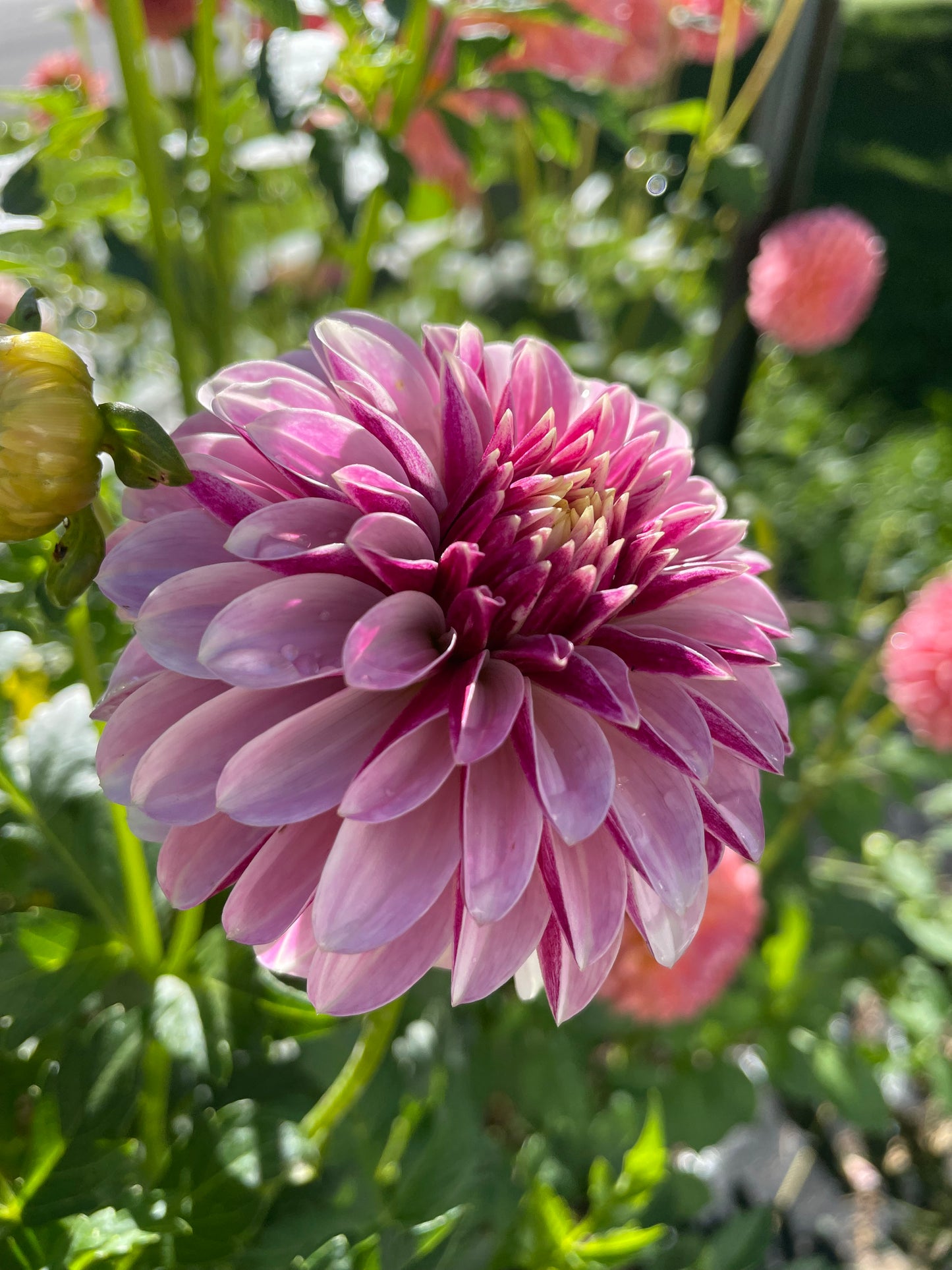 Salish Twilight Girl