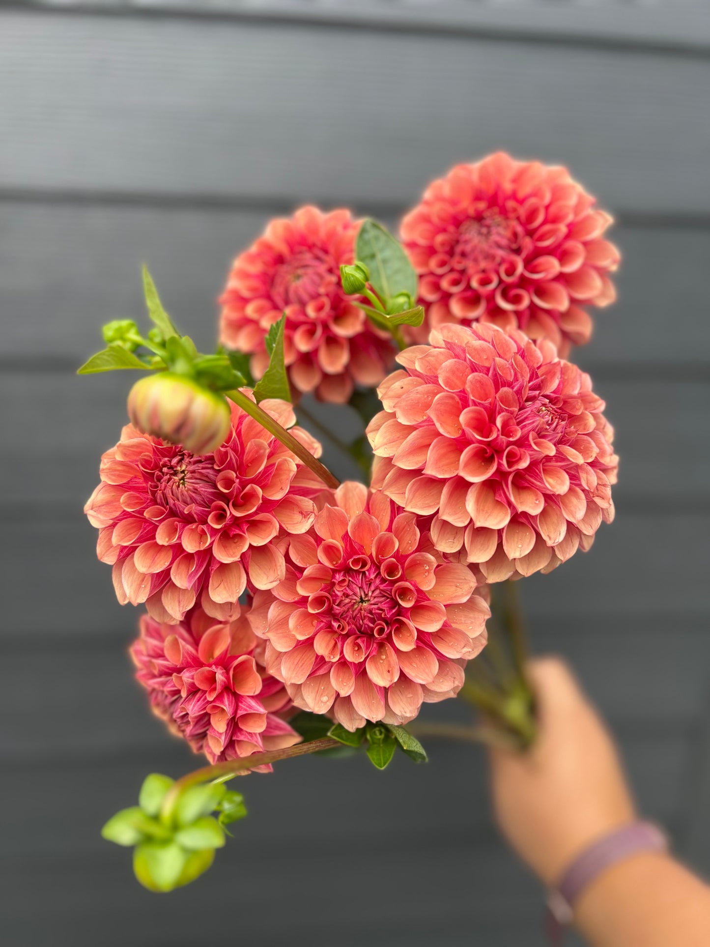 BF Desert Rose