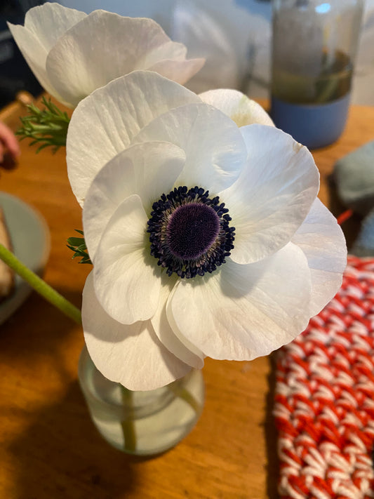 Anemone Mistral Bianco Centro Nero