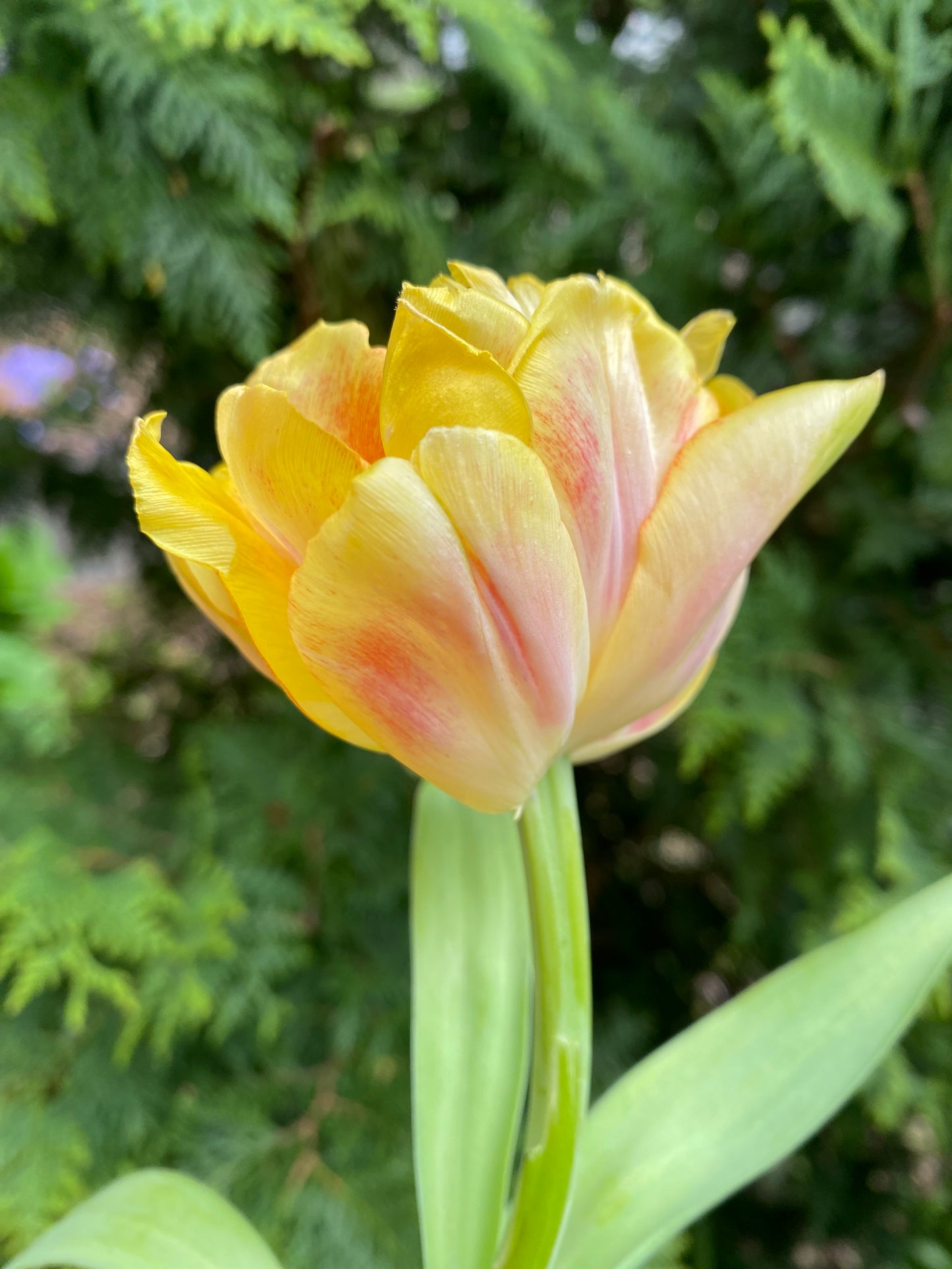 Tulip Charming Beauty