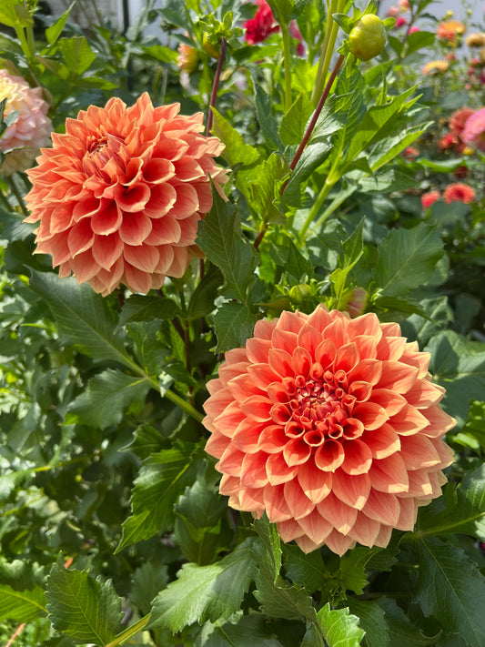 Hy Patti
