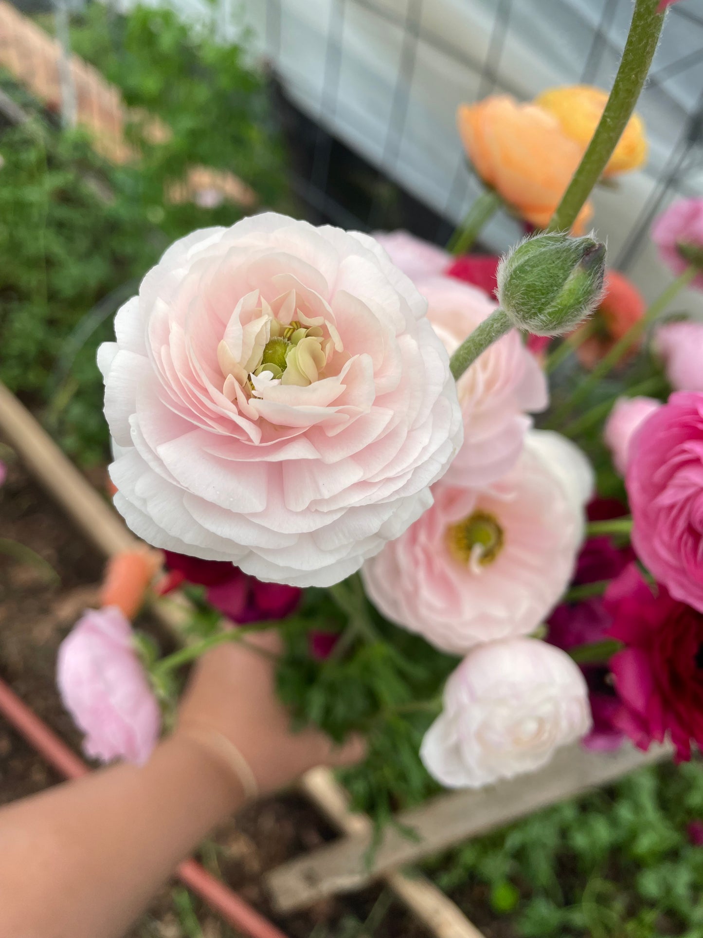 Ranunculus Amandine Chamallow