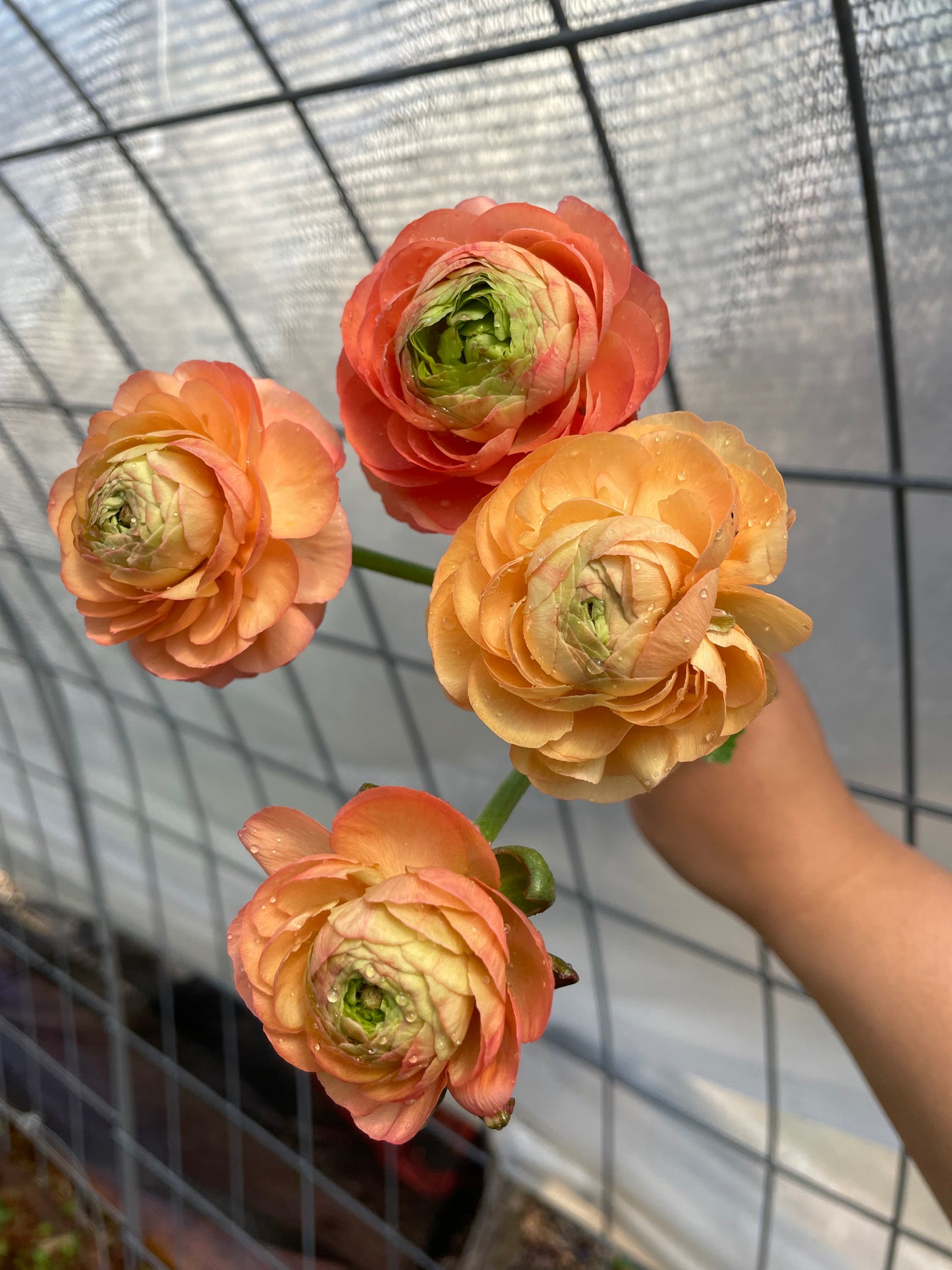 Ranunculus Half Clone Tango
