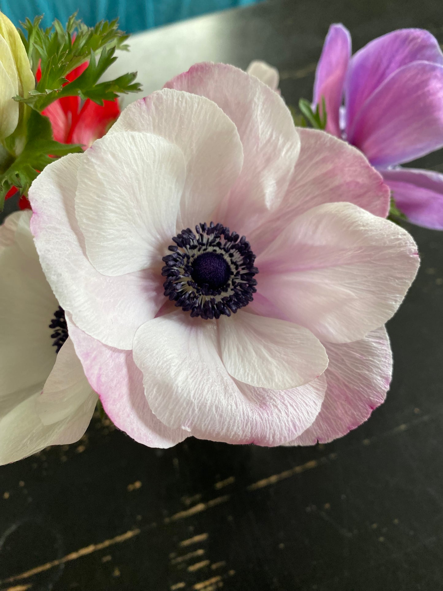 Anemone Mistral Rarity