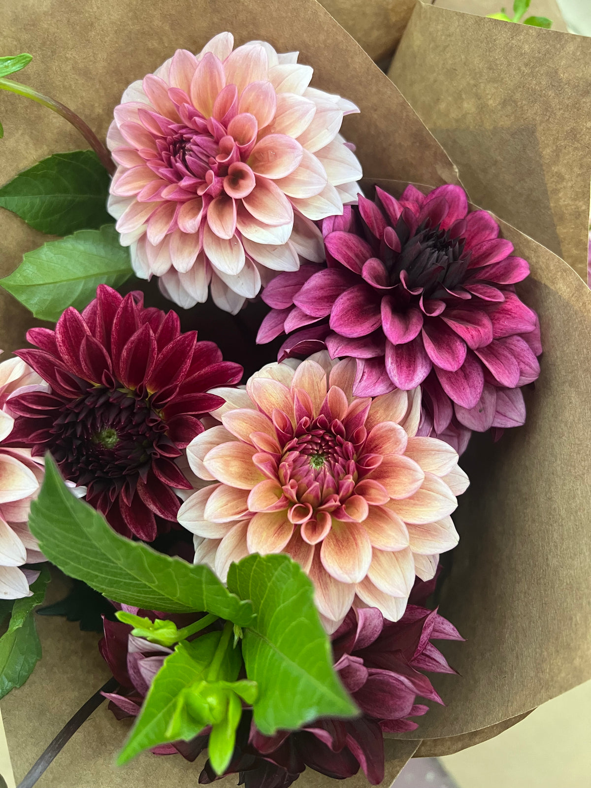 Dahlia Bunch