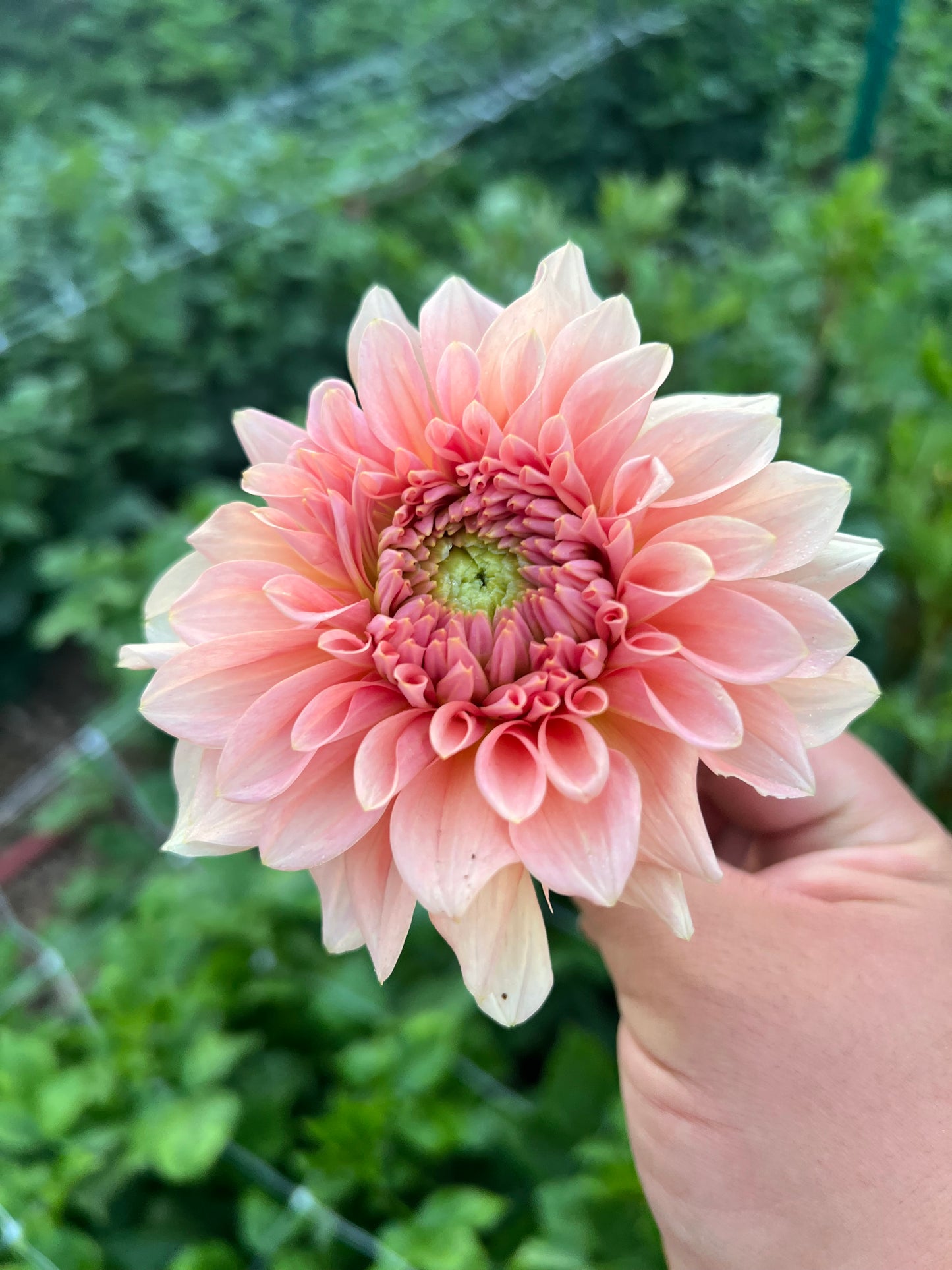 RM Peachy Pink